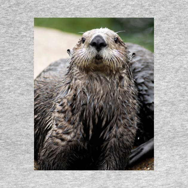 Cute Sea Otter by DeniseBruchmanPhotography